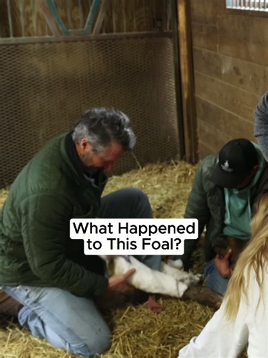 What Happened to This Foal? #farm #update #vet #checkup #foalingseason