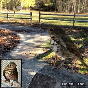 Is this an ovenbird or a hermit thrush? All birders, even the best of us, make constant errors. Birding is hard. When you’re alone you are free to provide any answer you wish, such as “I have no idea what that was.” Or, a personal favorite, you can choose to ignore the question altogether and tell yourself that it was just a tree squeaking or something. When you’re with other birders, though, someone’s got to say something. Often, there’s an unspoken pressure to be the first to make an identific