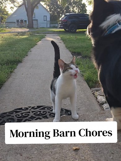Morning Barn Chores 9/17/26 #goodmorning #mommyfarmer #goats #cuteanimals #countrylife