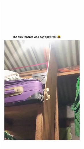 Kenyan Greatness HQ / KGHQ on Instagram: "The confidence and audacity 😂 ‎FOLLOW @KENYANGREATNESS.HQ FOR MORE CONTENT LIKE THIS 🇰🇪"