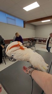 Adorable! Max plays catch with a friend at Parrot Club. | Max the Moluccan