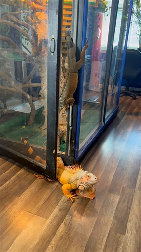 991K views · 8.2K reactions | Astro wasn’t thinking bout the food until Rocket decided to eat #lizard #exoticpets #reptile #iguana #pet #pets #animals #petlovers #petstagram #petlovers #foryou #petsofinstagram #RocketThelguana #dragons #reptilesofinstagram #cuteanimals | Rocket The Iggy | Facebook