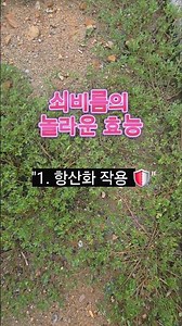 쇠비름의 효능 ♡ 자연이 준 보물 효능 #쇠비름 #황산화 #해독 #혈관건강 #보물 #효능 #김용빈 #어제도 너였고 오늘도 너여서