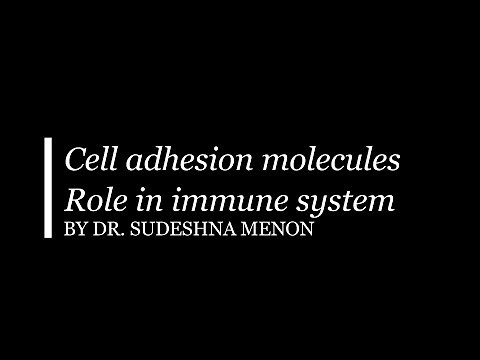 Cell adhesion molecules in immune system