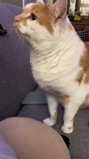 The Many Voices of Comet: A Cat Compilation