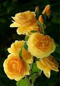 Roses to brighten your day❤️ | Mary's Creative Designs