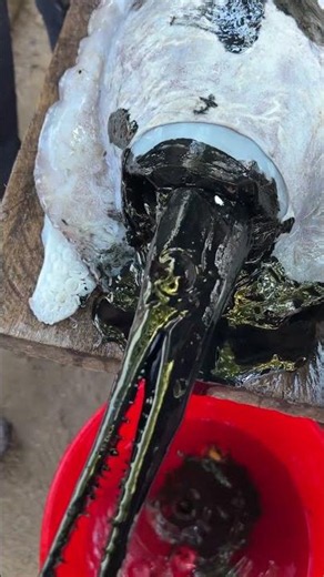 Satisfying or Gross? Pulling Out a Giant Squid Ink Sac! 🦑🖤