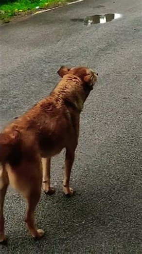 Dog vs Dog Street Fight | Real Street Dogs Show Dominance