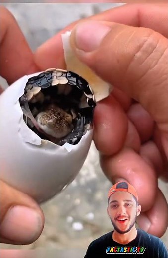 Crocodile Laying Eggs | Animals Video