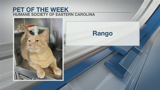 Pet of the week: Rango