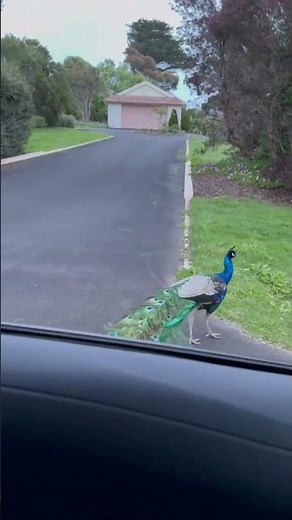 peacock in Australia 🦘 #wildlife #nature #australia 🦚