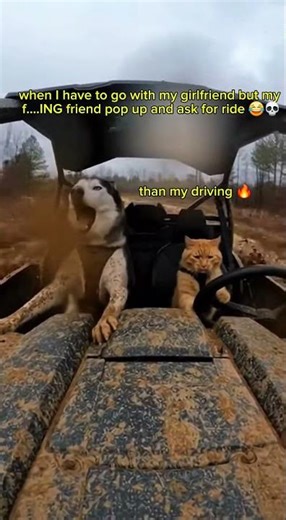 This Dog Trusted a Cat to Drive… Biggest Mistake Ever 🤣#memes
