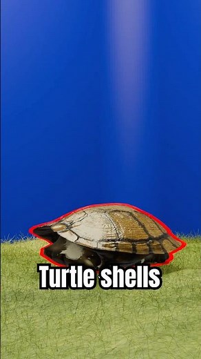 Turtle shells and their hidden secret 😵