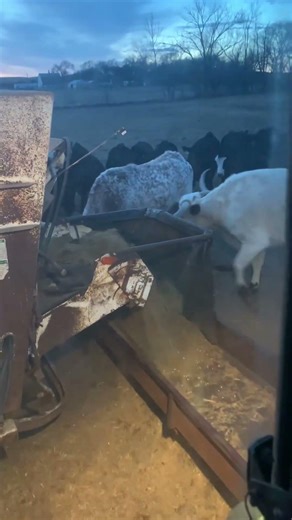 Feeding the calves #cows #johndeere
