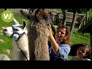 Treating exotic farm animals: On tour with a vet in the Alps