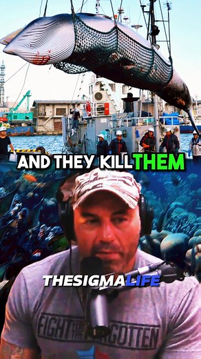 339K views · 3.7K reactions | The HORRIFYING Practice of WHALE HUNTING #ocean #oceanlife #whale #whales #orca #orcas #killewhales #animal #animals #animalsworld #orcawhale #fish #ocean #whaleshark #joerogan #joeroganpodcast #jre #jreclips | The Sigma Life | Facebook