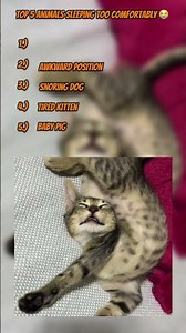 Cutest Sleeping Animals just wait for #1 😭