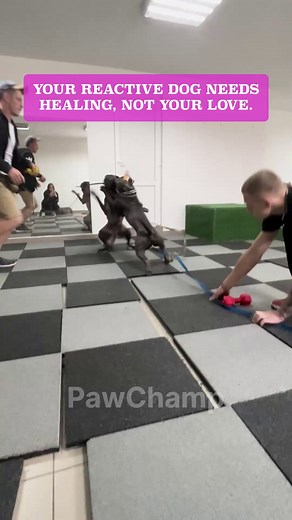 🐶 Unlock Your Dog’s Natural Calm with the Vagus Nerve Reset Challenge! 🐶 Simple, science-backed exercises designed to ease reactivity, reduce anxiety, and build stress resilience in just 10 minutes a day 🐶 No force, no complicated training—just fun, relaxing techniques to help your pup feel calmer and more confident 👇 Click below to start the journey toward a more balanced and stress-free life for your dog! | Dog's Vagus Nerve Reset Challenge