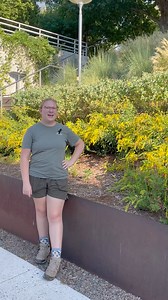Brighten up your garden with the vibrant yellow blooms of Solidago! This hardy perennial, native to North America, thrives in full sun and well-drained soil. Known for its dense clusters of small, golden flowers, Solidago is a magnet for bees, butterflies, and other pollinators. Plus, it's deer resistant and easy to grow! | Myriad Botanical Gardens