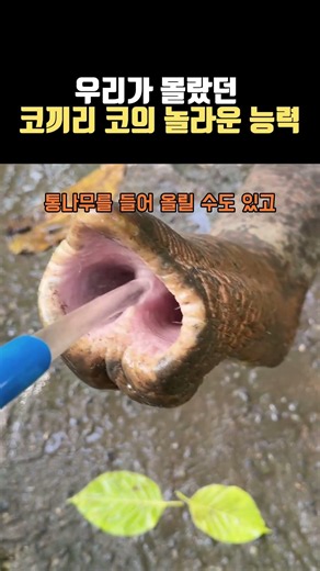 우리가 몰랐던 코끼리 코의 놀라운 능력