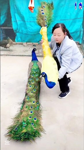 New Peacock cartoon video #peacock #birds #cartoon