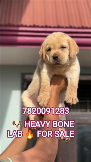 💪 Heavy Bone Labrador Puppy For Sale 🐾