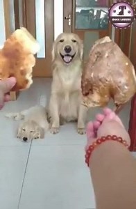 3K views · 94 reactions | Ահա թե ինչ է նշանակում ծնող լինելը շունիկների աշխարհում‼‼ ⤵⤵⤵⤵ | Women's Blog Armenia | Facebook