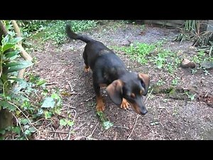 Excited puppy barking at hedgehog