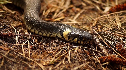 Snake 4k video UHD 60fps