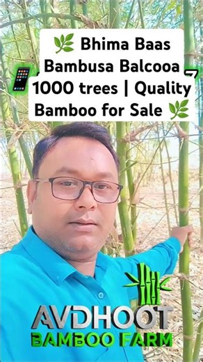 🌿 Bhima Baas Bambusa Balcooa 1000 trees | Quality Bamboo for Sale 🌿 Avdhoot Bamboo Farm ☘️#bamboo
