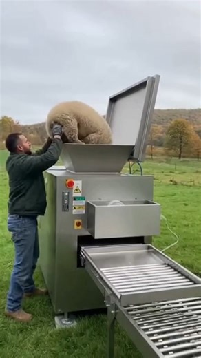 cute Mexica Plush Dancing Cactus Electric Plush Toy🐑#shorts