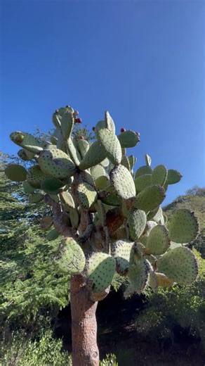 ВРОДЕ БЫ, НЕ ЛЕТАЛЬНЫЕ :)