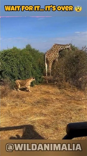 Lioness Sneaks Up on a Giraffe… But Then THIS Happens! #shorts #LionAttack #Wildlife #AnimalShorts