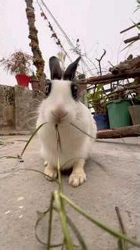 Aaj Katrina ne green ghas khayi 😍 #mybunny #pet #bunny #cute #minivlog #familyvlog #petlover #short