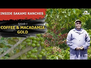 Inside Sakami Ranches EP 1: The Coffee–Macadamia Farm Redefining Agribusiness in Kenya