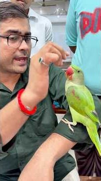 🦜 Male vs Female Parrot – Can You Tell the Difference? #science #animals #pets #facts #study