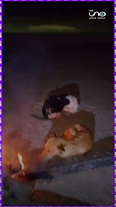 710K views · 45K reactions | #Virales | En Santa Ana, un ganadero conmovió a todos al prender una fogata para proteger del intenso frío a sus perritos. En el video se ve cómo los animales se acercan al fuego buscando calor y compañía. Un gesto simple, pero lleno de amor y empatía. ❤️ Fuentes: RRSS ▶️ Más información en www.reduno.com.bo #SantaAna #AmorAnimal #PerritosFelices #FríoExtremo | Red Uno de Bolivia | Facebook