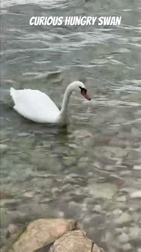 Curious Swan #birds #nature #swan #naturephotography #wildlife #birdphotography #wildlifephotography