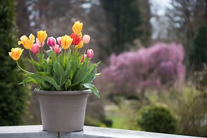 How to Care for Potted Tulips – Follow 8 Easy Steps