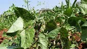A closeup of cowpea plants with a heavy aphid attack during the...
