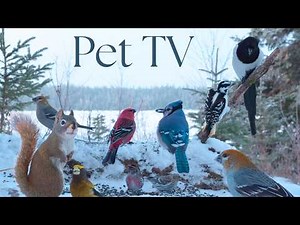 Fluttering Birds & Busy Squirrels 🐿️ 8 Hours of Non-stop Bird Action by the Lake (Cat TV • Dog TV)