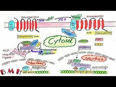 Wnt Signaling Pathway |Wnt Beta Catenin Signaling Pathway |