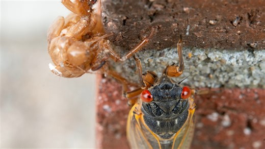 Cincinnati, invading cicadas are making a mess. How best to clean up, dispose of shells