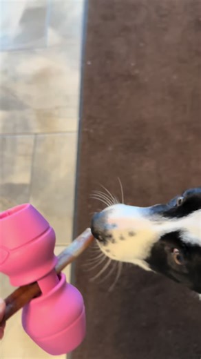 Essential Bully Stick Holder for Dog Owners