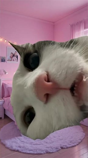 😿 #meme #memekucing #kucing #kucinglucu #shorts #catlovers