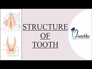 Structure of tooth | Human tooth structure | Tooth anatomy | Dental anatomy