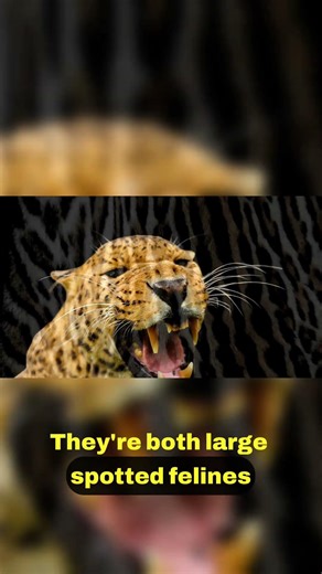 Understanding the Cheetah and Leopard Differences 🐆