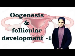 Oogenesis and follicular development Part 1 I Reproductive Physiology I Endocrine Physiology