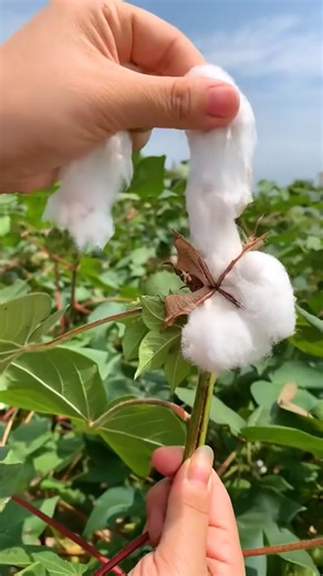 3.9M views · 72K reactions | Cotton harvesting looks so cool! | MetDaan Adventure | Facebook