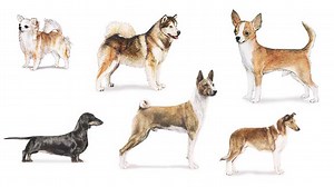 Dogs Around the World — NOVA | PBS